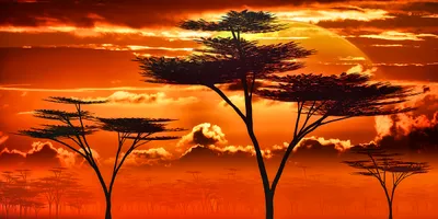 Wandkunst: Afrikaanse zonsondergang in de savanne